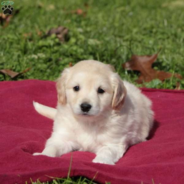 Julie, Cocker Spaniel Mix Puppy