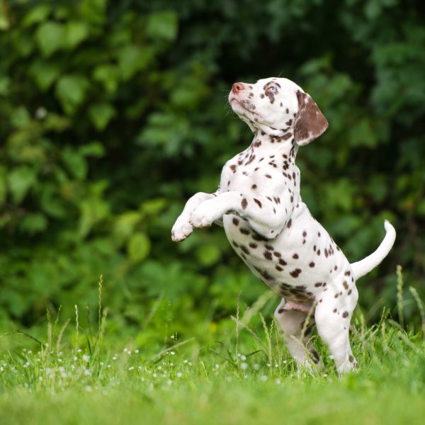 dalmatian puppy jumping up in grass