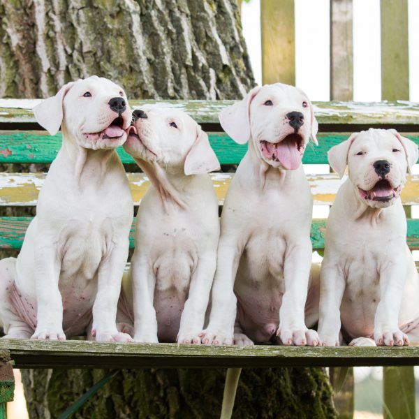 dogo argentino puppies on a bench