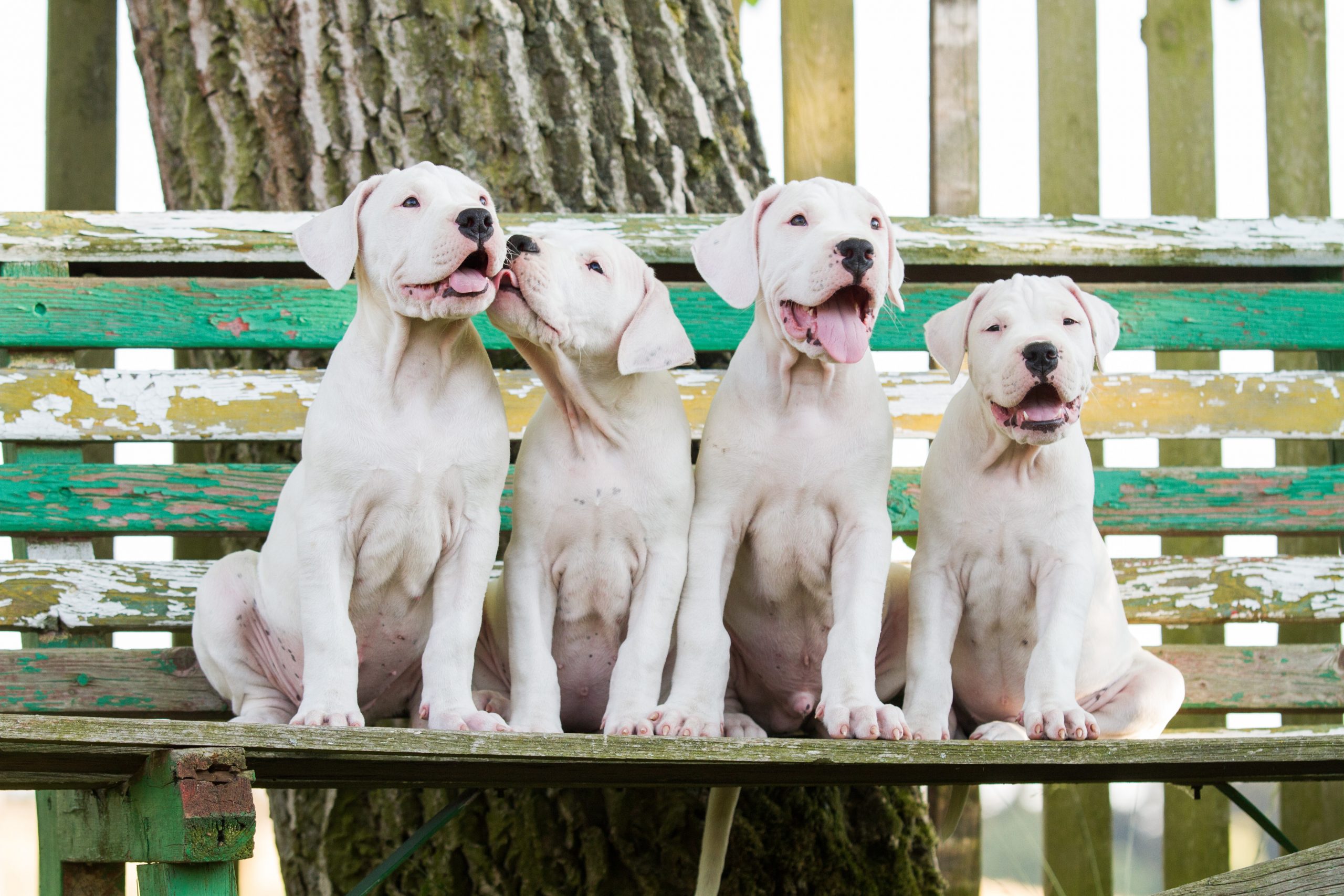 how much for a dogo argentino puppy