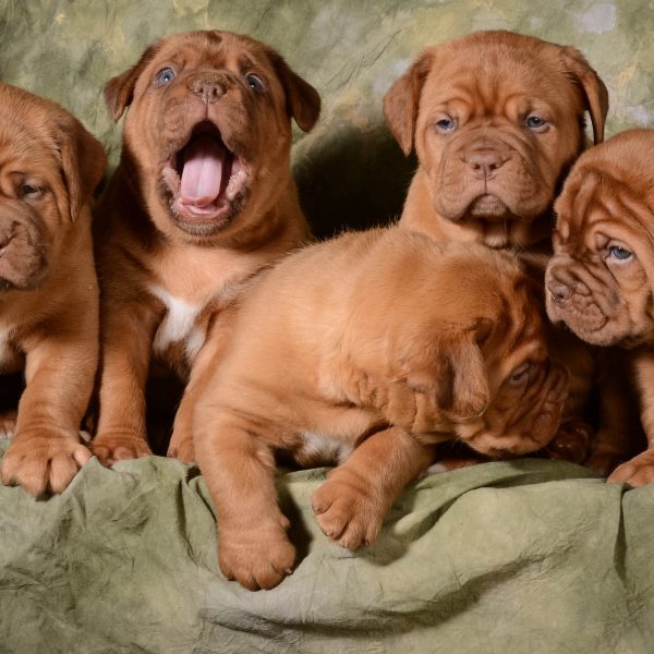 french mastiff puppies