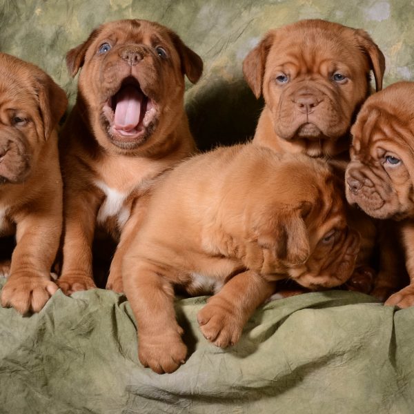 how much should a french mastiff eat