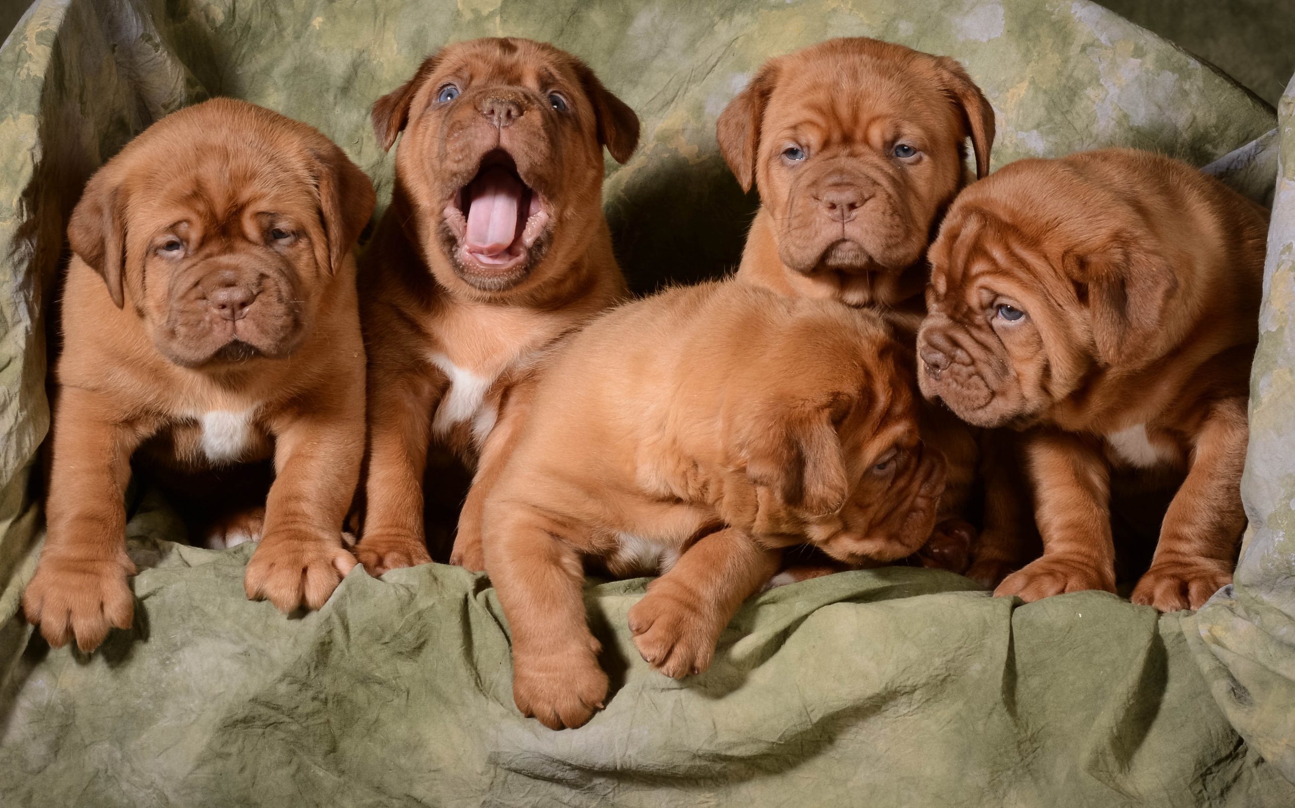 French Mastiff Dog Breeds Dogue De Bordeaux Puppies PetCenter Old French Mastiff Dog Breeds Dogue De Bordeaux Puppies PetCenter Old