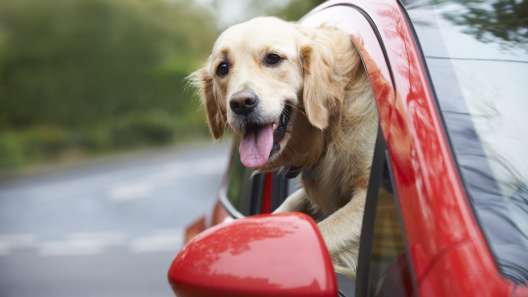 Rhode Island Dog-Friendly Travel Guide