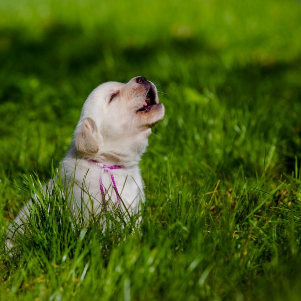 labrador puppy sitting in grass and howling