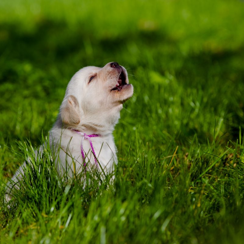 Why Do Dogs Howl? - 6 Reasons Why Dogs Howl - GFP