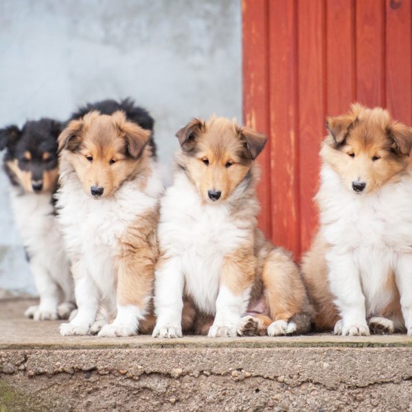 rough collie dogs