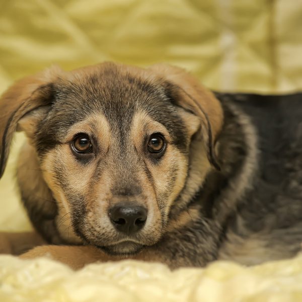 shepherd mix puppy lying on a yellow blanket