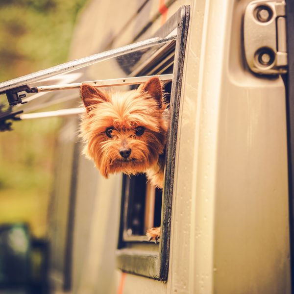 silky terrier looking out of rv motorhome window