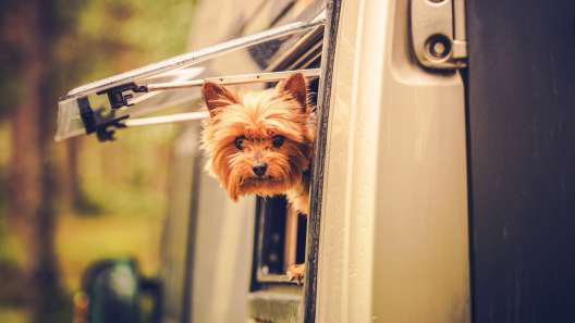 6 Tips for RVing With Your Dog