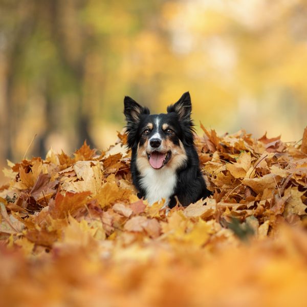 tri-color border collie in a pile of leaves