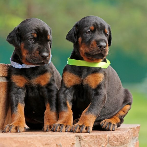 two doberman pinscher puppies sitting on a step