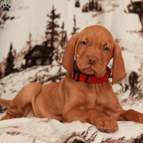 Marty, Vizsla Puppy