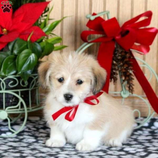 Reagan, Bichon Mix Puppy