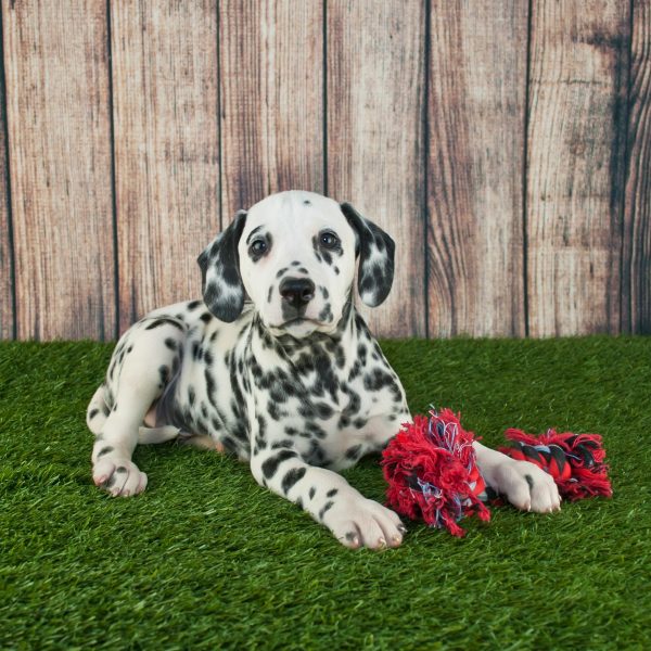 dalmatian puppy lying in front of a wood fence