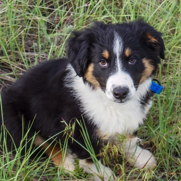 english shepherd puppy sitting in grass