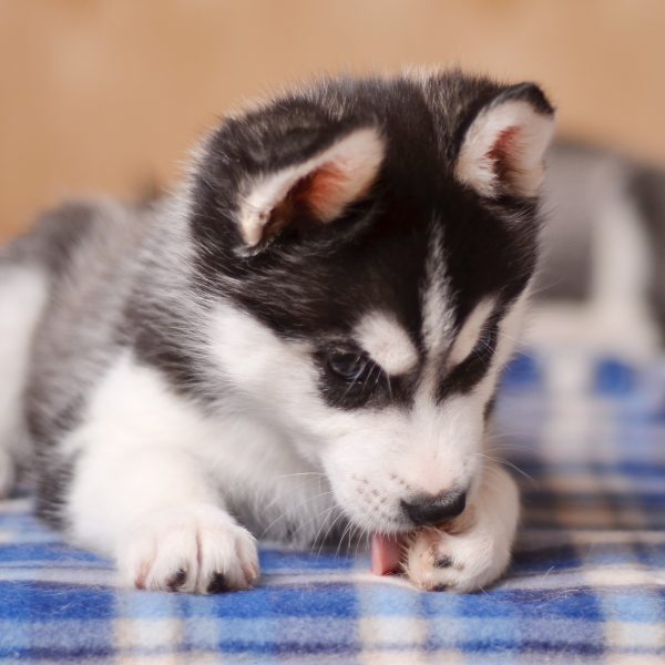 husky puppy licking their paw