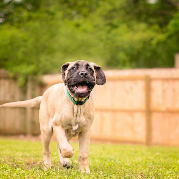 mastiff puppy running in a yard