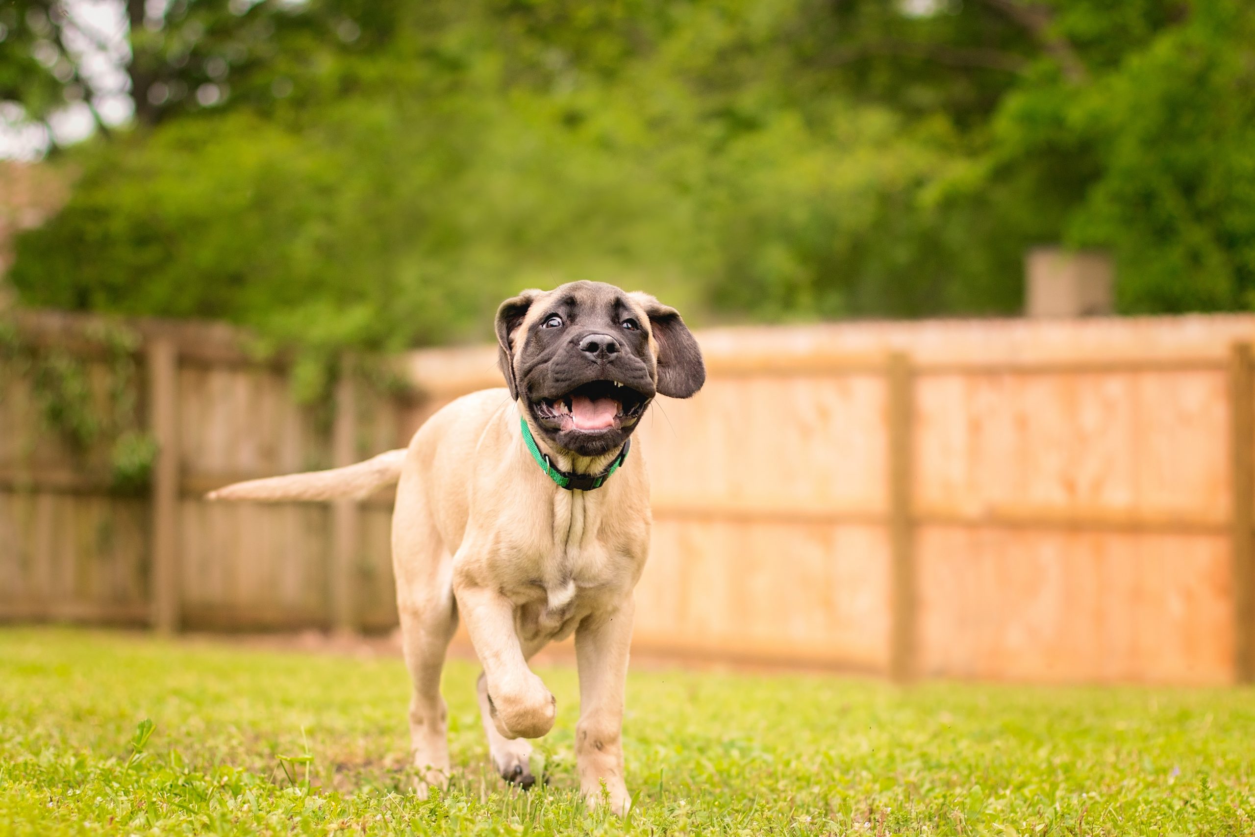 How to Create a DIY Obstacle Course for Your Dog - GFP