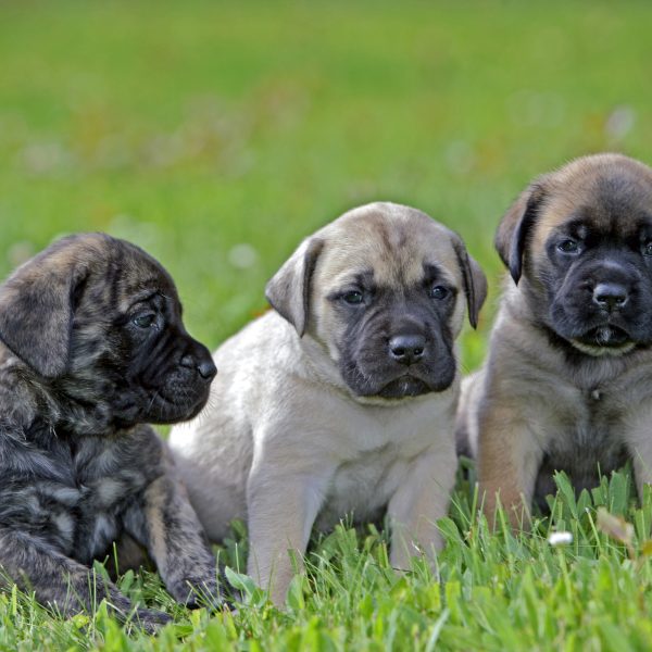 three english mastiff puppies sitting in grass