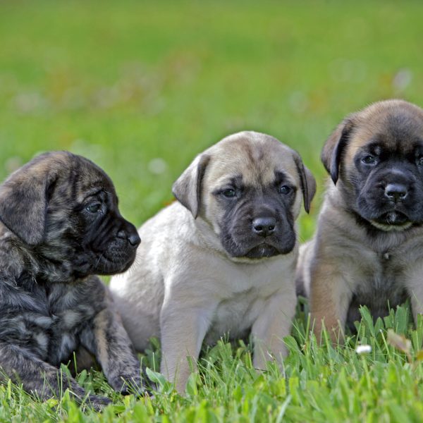 at what age is an english mastiff full grown