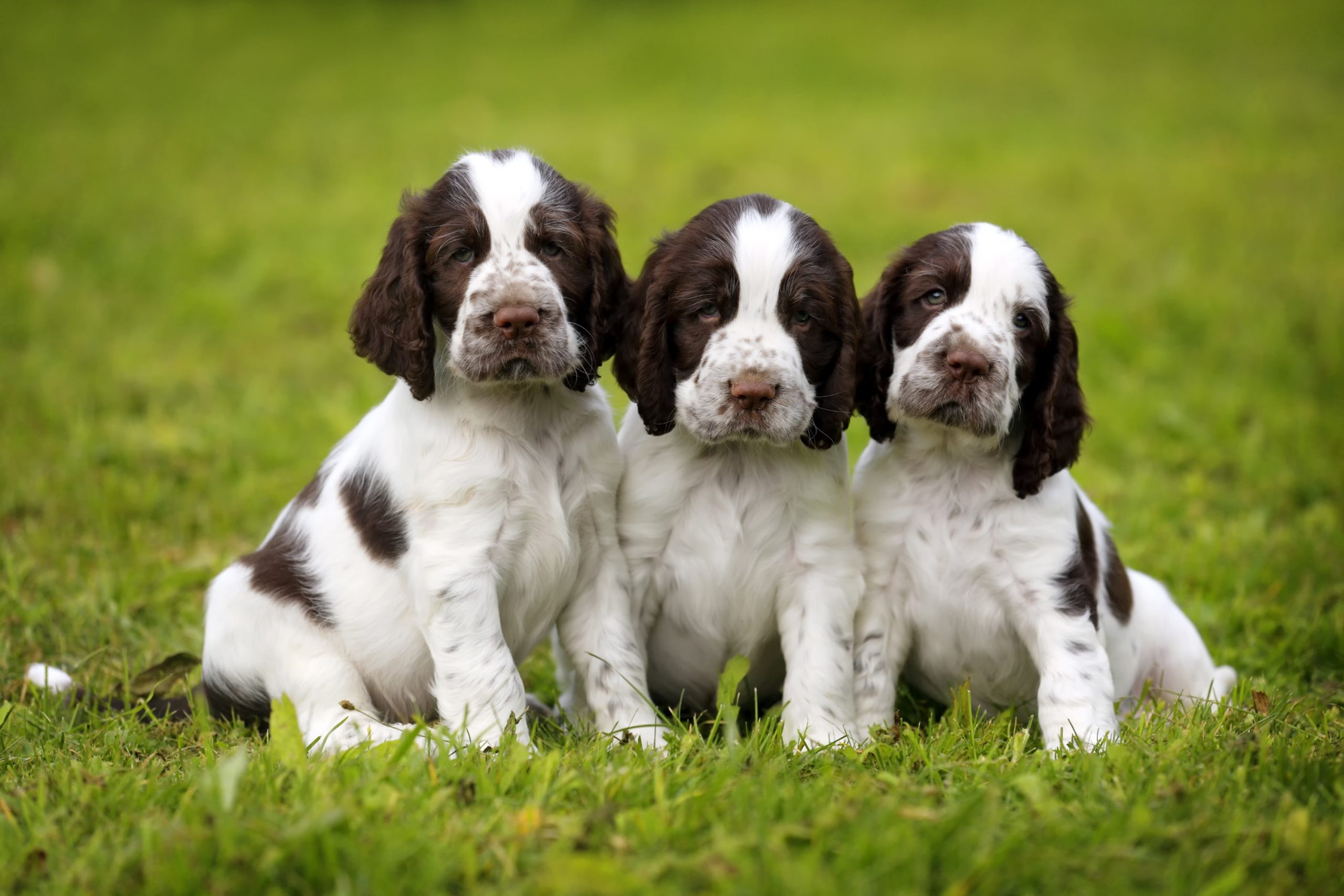 4 Facts About English Springer Spaniels | Greenfield Puppies