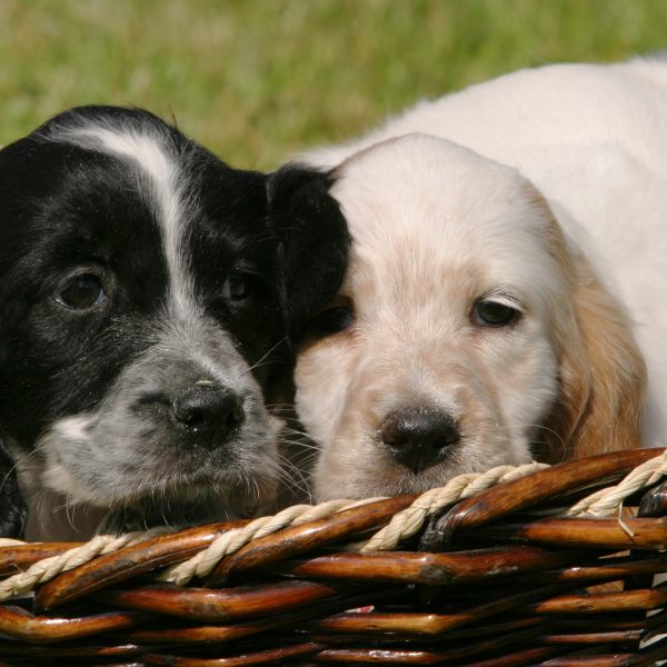 two english setter puppies in a basket