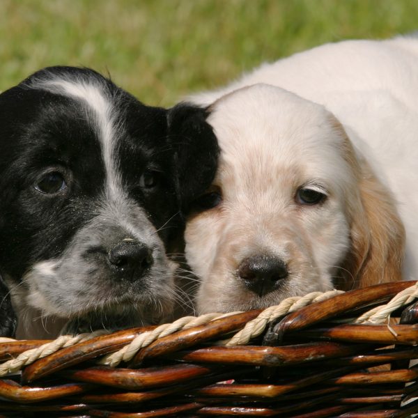 golden retriever english setter mix