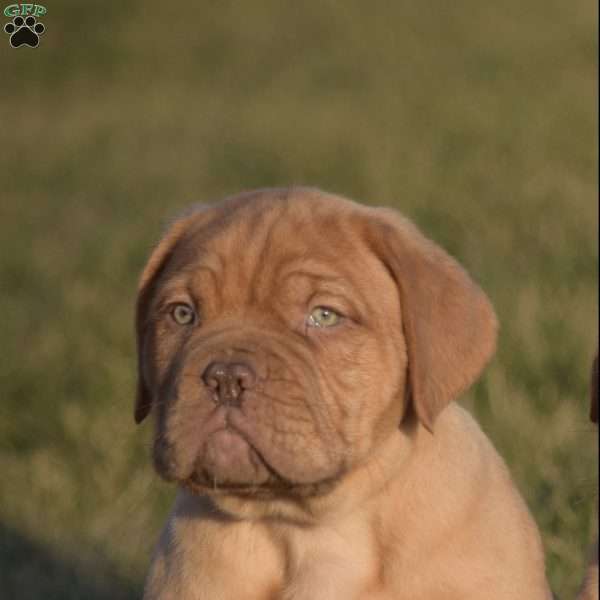 how much do french mastiff puppies cost