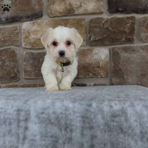 Rosie, Havachon Puppy