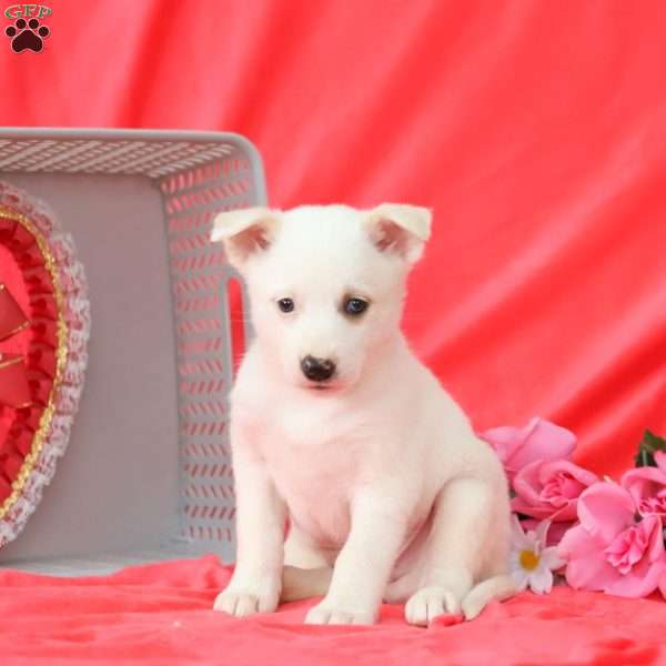 Sammy, American Eskimo Mix Puppy