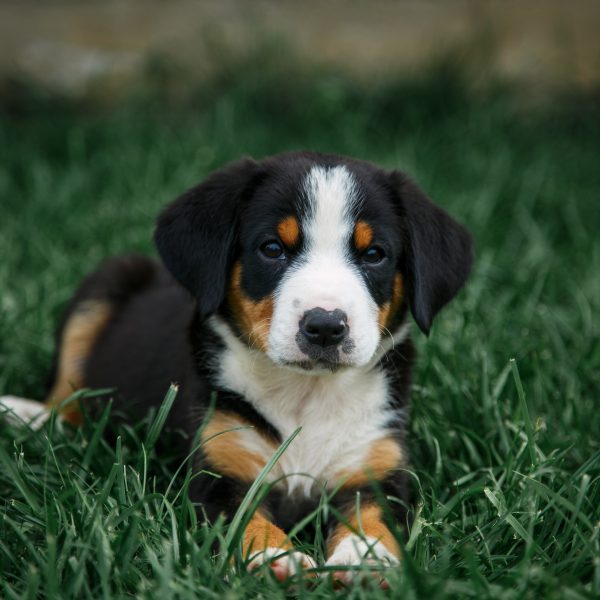 entlebucher mountain dog puppy lying in the grass