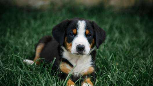 4 Facts About Entlebucher Mountain Dogs