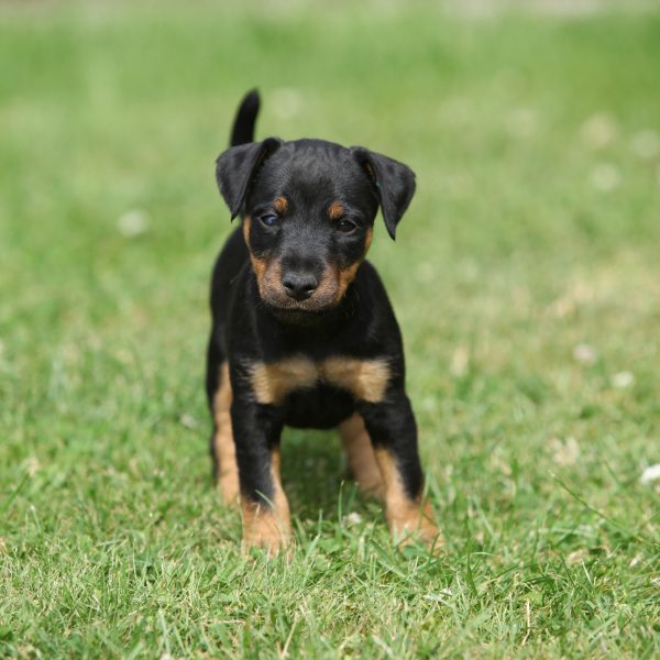 jagdterrier puppy standing in grass