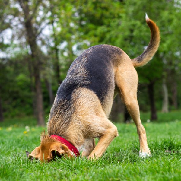 german shepherd mix burying a bone in the yard