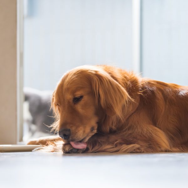 golden retriever lying down and licking paw