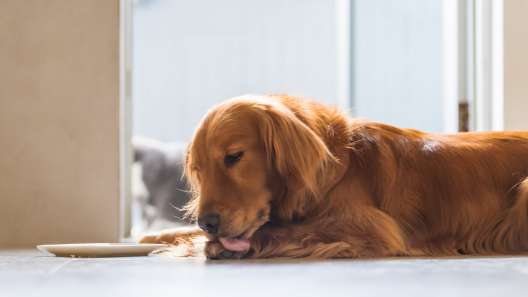 What to Know About Hot Spots in Dogs