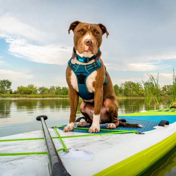 pit bull terrier wearing a life jacket and sitting on a stand-up paddleboard