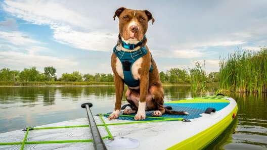 16 Tips for Taking Your Dog Paddling
