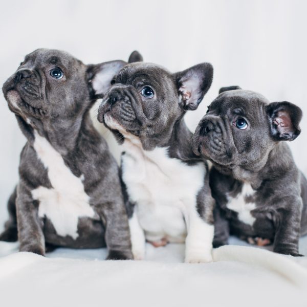 three french bulldog puppies