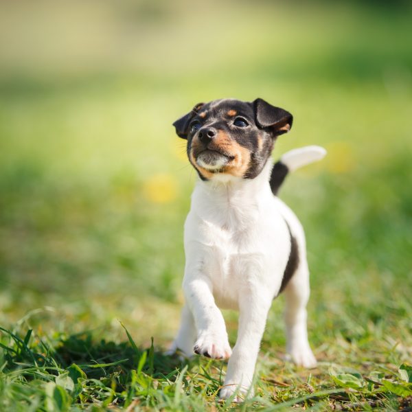 toy fox terrier puppy standing in grass