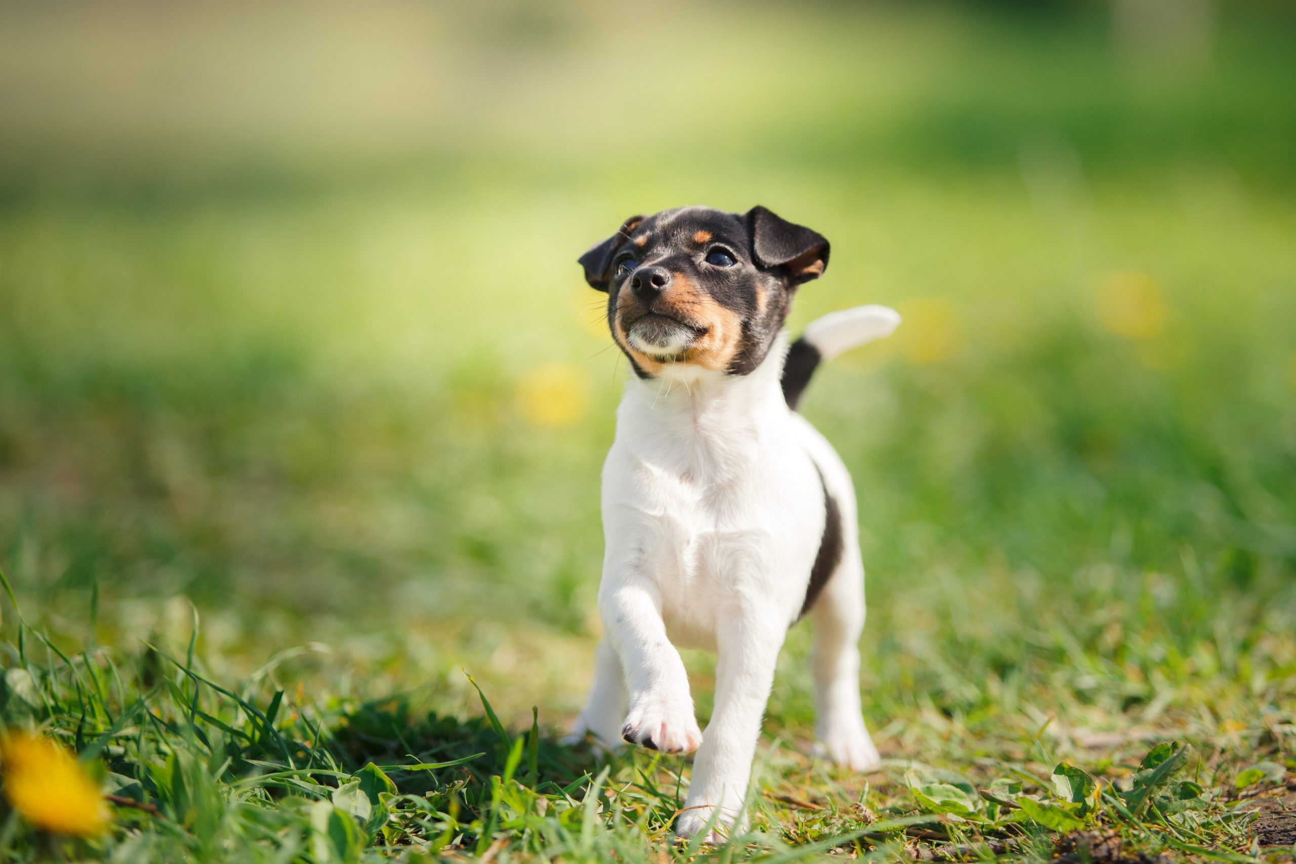 5 Fun Fox Terriers | Greenfield Puppies
