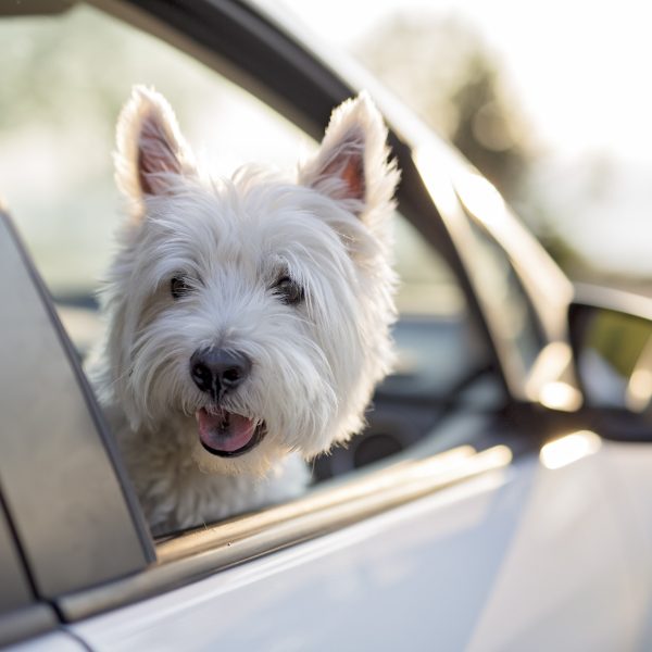 west highland terrier in a car