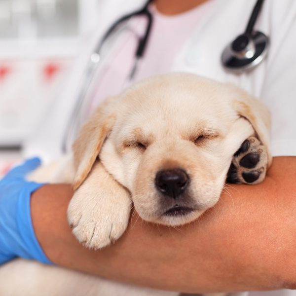 yellow lab puppy sleeping in vet's arms