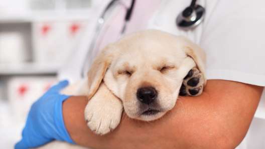 What to Know About Glaucoma in Dogs