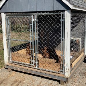 Krista Stelfox, View PuppiesView Puppies Breeder