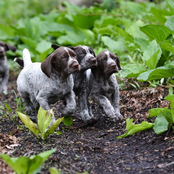 german shorthaired pointer puppies running through the forest