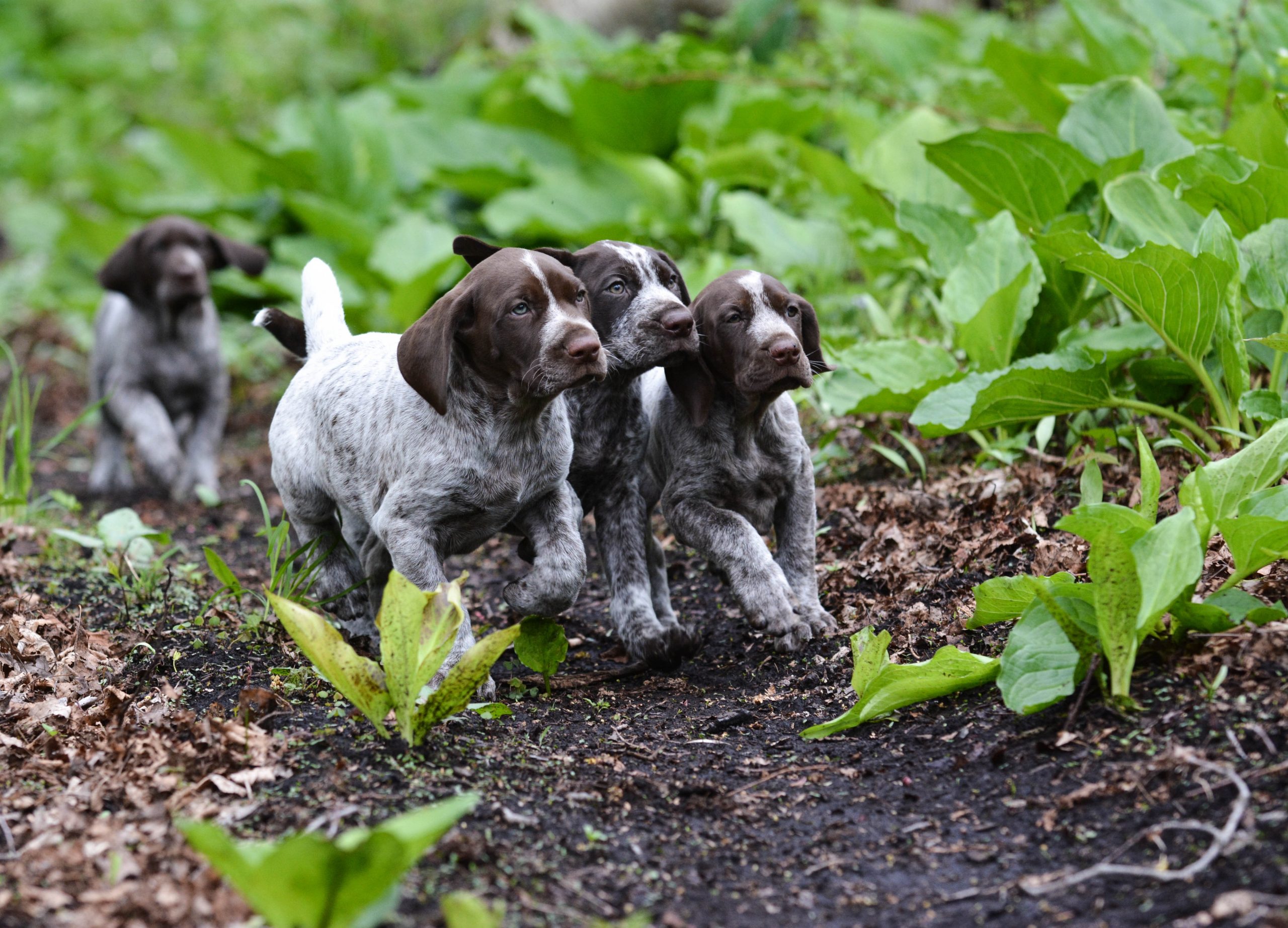 German shorthaired pointer webbed 2024 feet