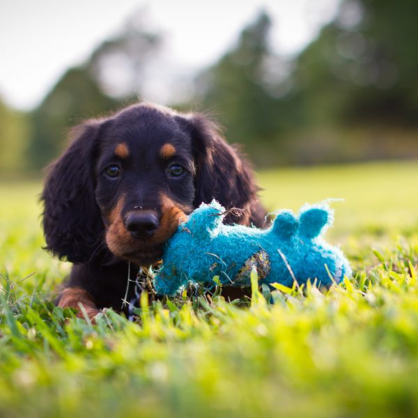 gordon setter puppy playing with a toy in grass