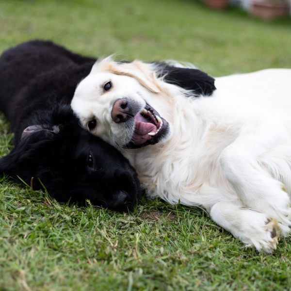 newfy puppy and golden retriever cuddling in grass